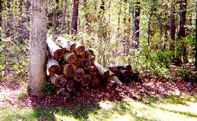James-Wood Pile