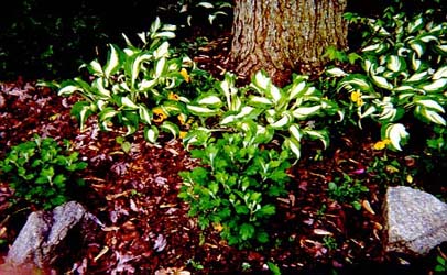 Sean-Composting Leaves On Outdoor Plants