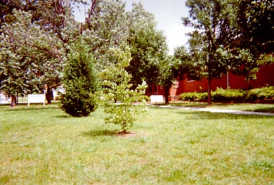The Washington School yard where Miss Lottie
    played.
